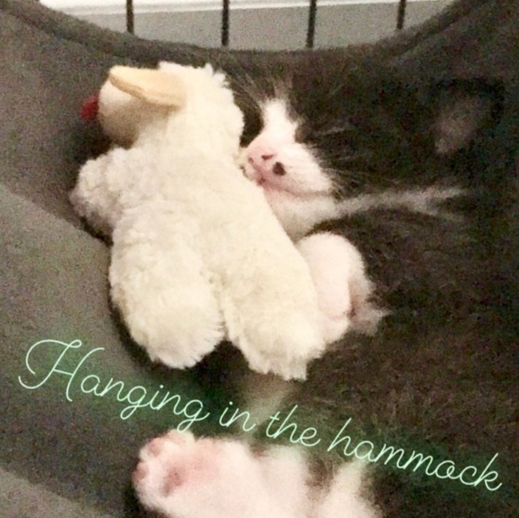 Chemo Treatments for My 3 year old cat, Lrrr - Picture 9 of 12
